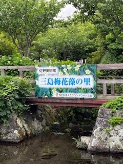 三島梅花藻の看板.jpg